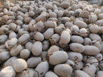 Tassar Silk Cocoon with Peduncle - SilkRouteIndia