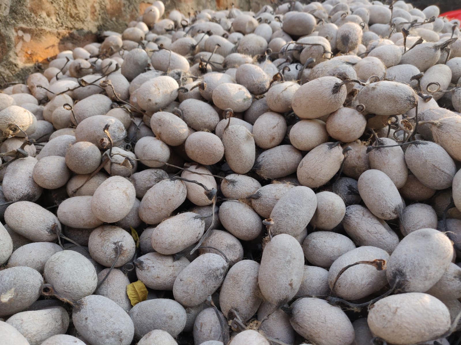 Tassar Silk Cocoon with Peduncle - SilkRouteIndia