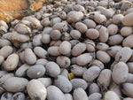 Tassar Silk Cocoon with Peduncle - SilkRouteIndia
