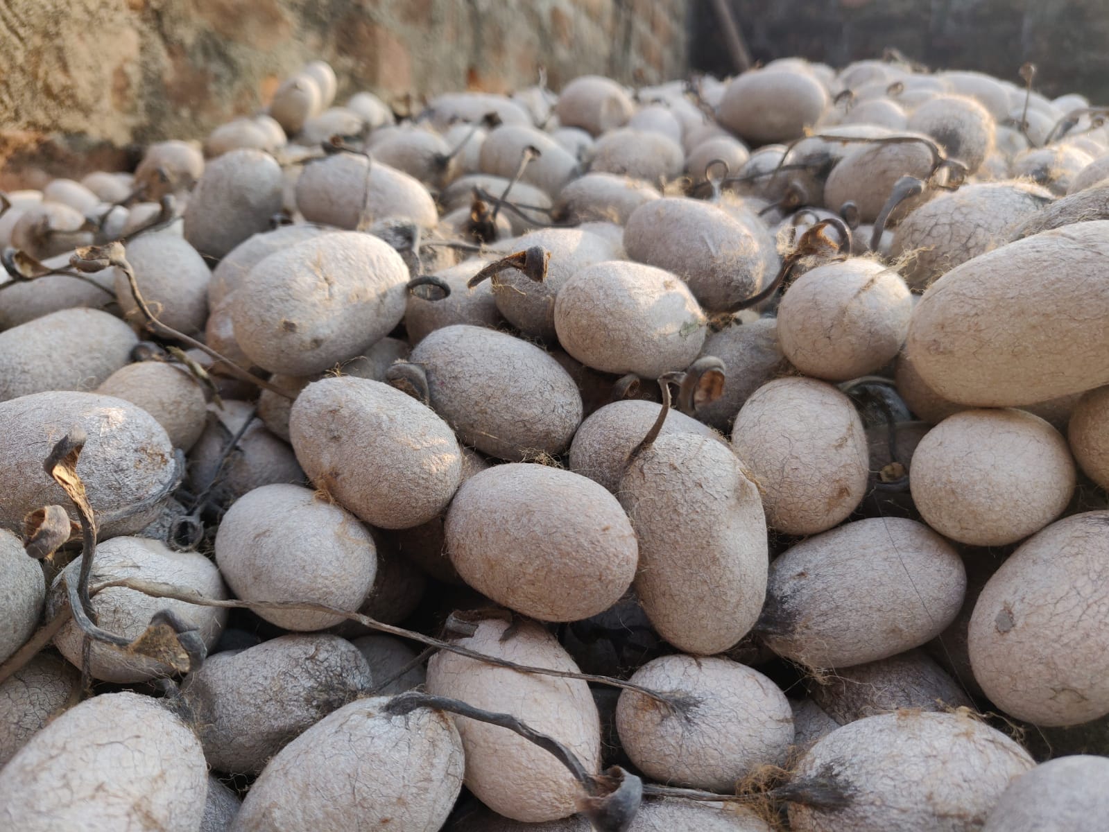 Tassar Silk Cocoon with Peduncle - SilkRouteIndia