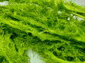 Linen Fuzzy Ribbon - Sheen Green - SilkRouteIndia