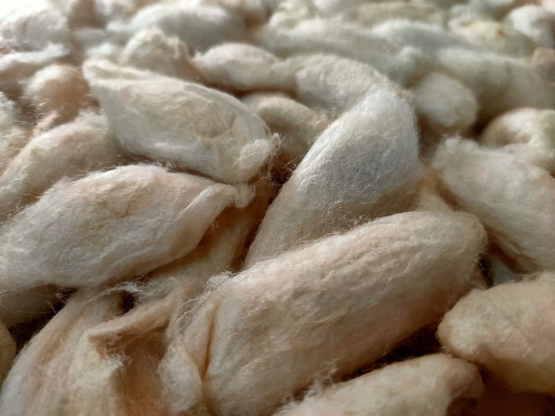 White Eri Cocoon