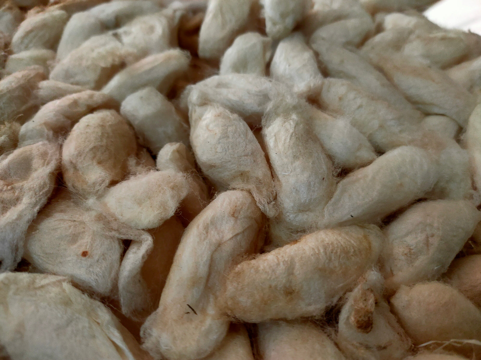 White Eri Cocoon - SilkRouteIndia