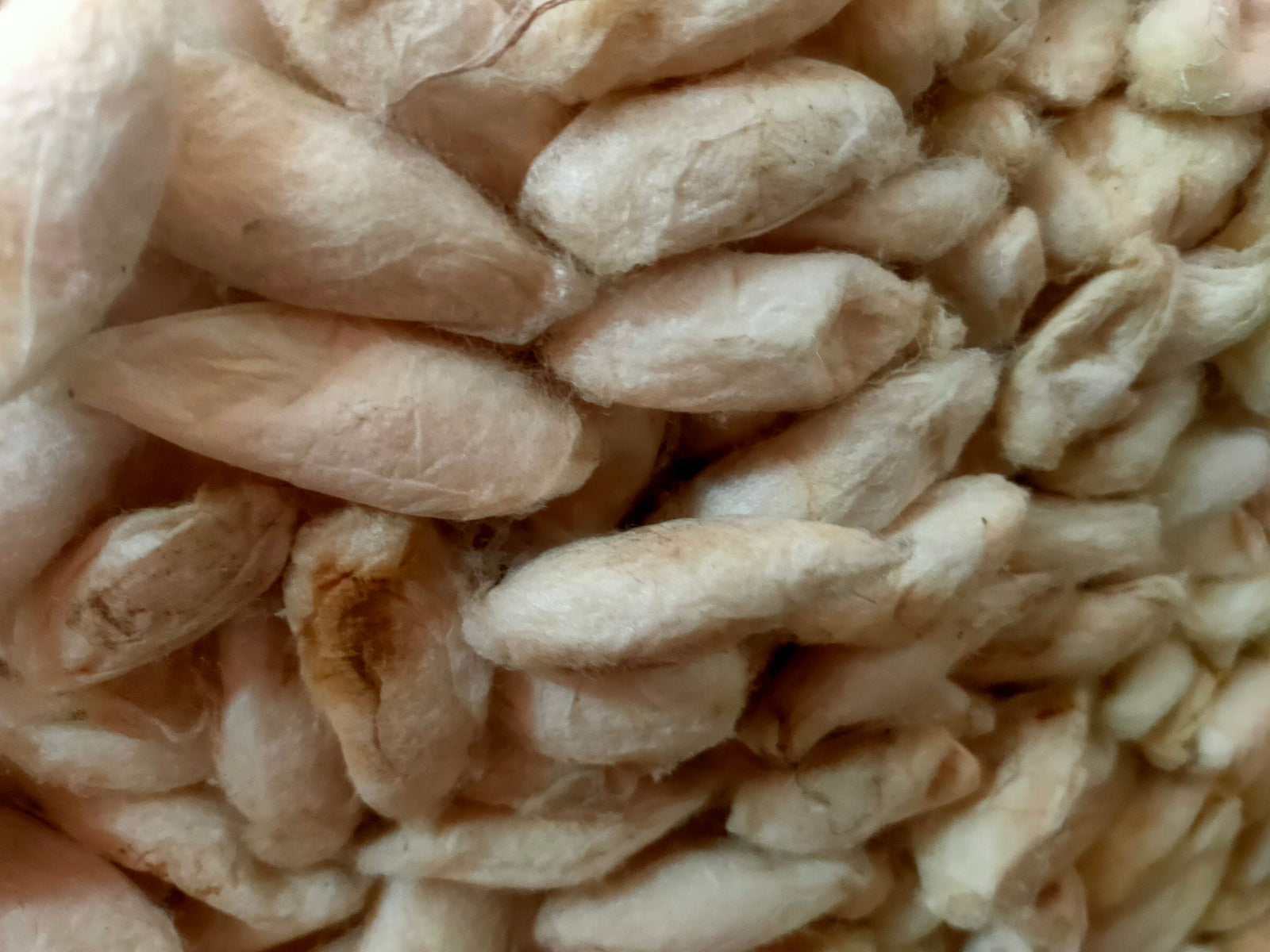 White Eri Cocoon - SilkRouteIndia