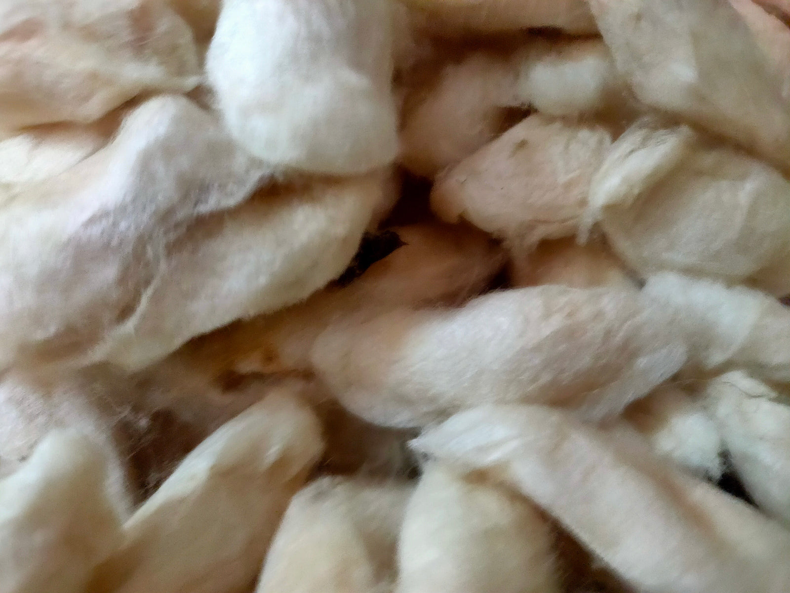 White Eri Cocoon - SilkRouteIndia